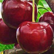 Саджанець вишня Чудо-вишня в контейнері